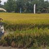 Korem 044/Gapo Tanam Padi di 2.000 Hektare Lahan Rakyat Sumsel
