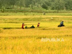 40 Petani di Bogor Cemas tak Bisa Garap 4,1 Hektare Sawah karena Disengketakan Perusahaan