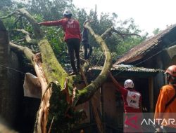 PMI Cianjur Kerahkan Relawan Tangani Pohon Tumbang Akibat Puting Beliung