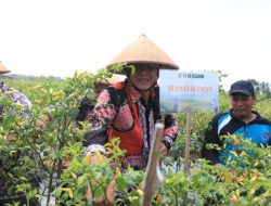 Panen Raya Cabai dan Semangka di Sleman Berkat Dana Keistimewaan DIY