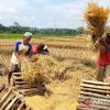 Kebijakan Pertanian Era Prabowo Dukung Stabilitas dan Kepercayaan Petani