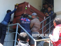 Macan Tutul di Hotel Kota Bandung Mirip dengan Satwa yang Kabur dari Lembang Park and Zoo
