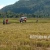 Turunnya Harga Pupuk, Napas Baru dari Istana ke Sawah