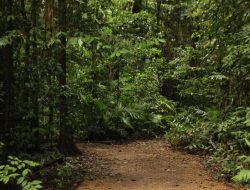 Ayah dan Anak yang Dilaporkan Hilang di Jalur Tracking Lembah Tengkorak Bandung Ditemukan