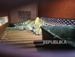 Dari Mana Macan Tutul yang Muncul di Hotel Anugerah Bandung? Ini Jawaban BBKSDA
