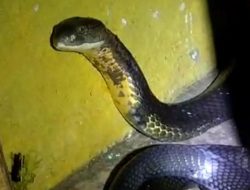 Respons Panji Petualang Soal Pawang Ular Tewas Usai Berduel dengan King Kobra di Sukabumi