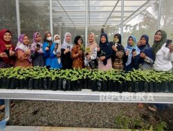 Dari Sawah ke Sosmed, Kisah KWT Seruni Menyapa Era Digital